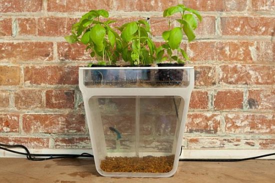 Self-cleaning fish tank doubles as an indoor planter - HomeTone.org